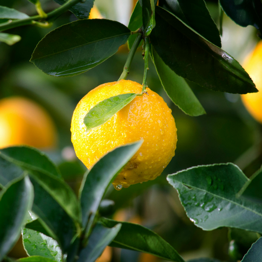 Lemon Smell Eliminating Crumble